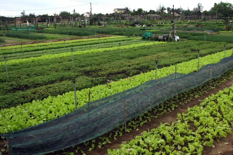 Một góc làng nghề trồng rau Trà Quế. (Ảnh: Trịnh Bang Nhiệm/TTXVN)