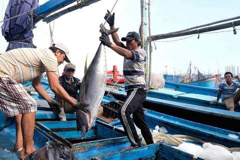 Ngư dân Khánh Hòa đánh bắt cá ngừ đại dương. (Ảnh: TTXVN)