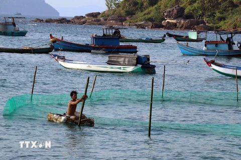 Bao ví lưới nuôi ốc hương trên biển tại xã Gành Dầu, huyện Phú Quốc (Kiên Giang). (Ảnh: Lê Huy Hải/TTXVN)