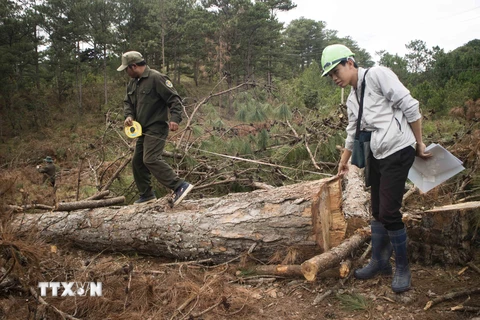 Nhiều cây gỗ lớn bị triệt hạ. (Ảnh: Đặng Tuấn/TXVN)