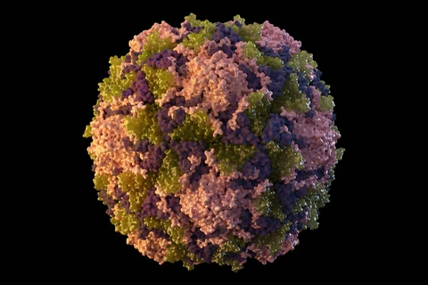 Hình ảnh mô tả virus bại liệt. (Nguồn: AP)