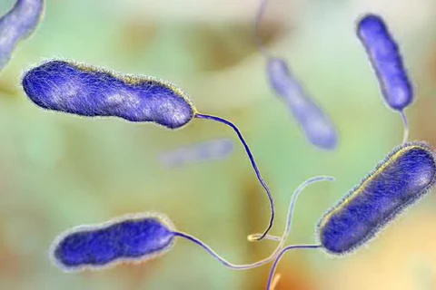 Vi khuẩn Legionella gây ra các triệu chứng từ cúm đến nhiễm trùng phổi nặng và viêm phổi ở người. (Nguồn: telegraphindia.com)