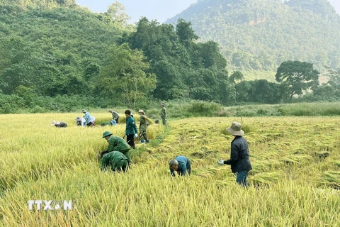 [Photo] Bộ đội Biên phòng Điện Biên giúp người dân thu hoạch lúa