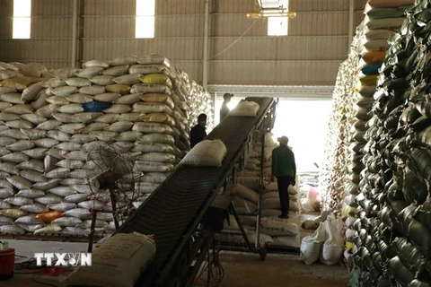 Kim ngạch xuất khẩu gạo 11 tháng năm 2022, đạt hơn 3,2 tỷ USD (tăng 6,9%) so với cùng kỳ năm trước. (Ảnh: Vũ Sinh/TTXVN)