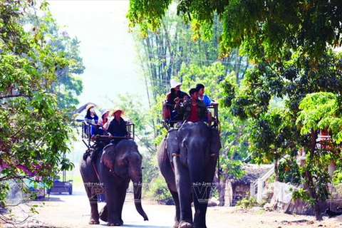 [Photo] Bảo tồn đàn voi ở Đắk Lắk - Việc làm cấp bách 