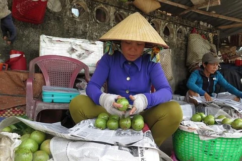 Tiểu thương chọn vú sữa giao cho khách hàng tại chợ trái cây Vĩnh Kim (Châu Thành, Tiền Giang). (Ảnh: Hồng Nhung/TTXVN)