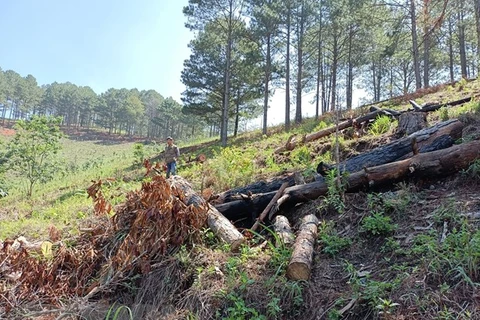 Hiện trường một vụ phá rừng tại Lâm Đồng. (Nguồn: TTXVN)