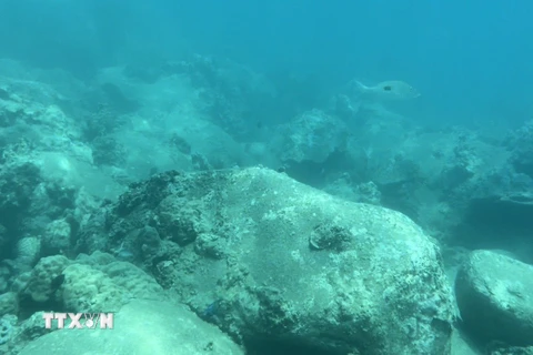 Một khu vực trong khu bảo tồn vịnh Nha Trang rạn san hô ở tình trạng chất lượng rất kém. (Ảnh: TTXVN phát)