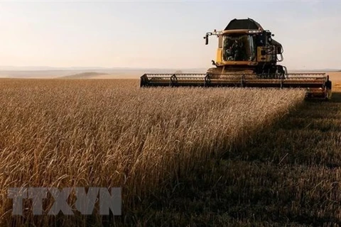 Thu hoạch lúa mỳ tại cánh đồng ở vùng Krasnoyarsk của Nga. (Ảnh: Reuters/TTXVN)