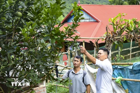 Anh Nguyễn Khang Dũng hướng dẫn người dân trong xã Chiềng Sinh, tỉnh Điện Biên về chăm sóc cây ăn quả. (Ảnh: Xuân Tư/TTXVN)