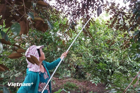 Mặc dù, trái cây tại đồng bằng sông Cửu Long đang mùa thu hoạch song Công ty Đại Thuận Thiên đã phải dừng thu mua nông sản của người dân do khó khăn trong vận chuyển hàng ra miền Bắc. (Ảnh CTV/Vietnam+)