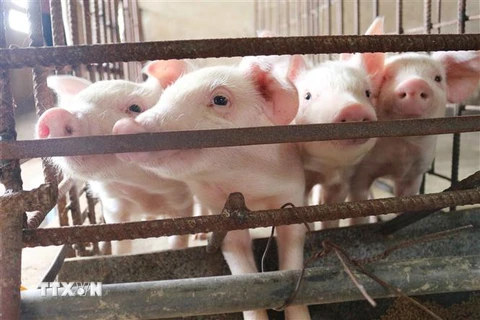 Đàn lợn của Bình Phước tăng 50% so với thời điểm trước dịch. (Ảnh: Nguyễn Oanh/TTXVN)