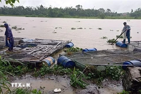 Người dân ở huyện Phong Điền (Thừa Thiên-Huế) buộc lại những lồng bè nuôi cá khi nước lũ dâng cao. (Ảnh: TTXVN phát)