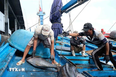 Đánh bắt cá ngừ. (Ảnh: Nguyễn Dũng/TTXVN)