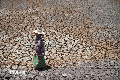 Cánh đồng lúa khô hạn tại tỉnh Suphanburi, Thái Lan. (Ảnh: AFP/TTXVN)
