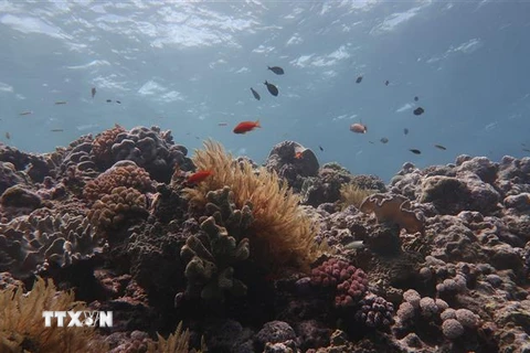 Một phần của rạn san hô Great Barrier bị tẩy trắng. (Ảnh: AFP/TTXVN)