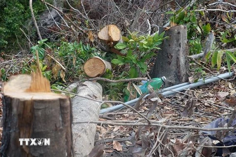 Nhiều cây gỗ có đường kính từ 20cm bị đốn hạ không thương tiếc. (Ảnh: Thanh Vân/TTXVN)