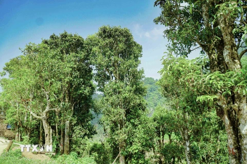 Những cây chè cổ thụ ở thôn Hấu Chua, xã Sín Chải, huyện Tủa Chùa. (Ảnh: Xuân Tư/TTXVN)