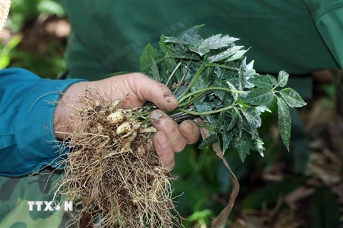 Công nhân Công ty cổ phần sâm Ngọc Linh Kon Tum đang nhổ sâm giống tại vườn ươm để đi trồng. (Ảnh: Cao Nguyên/TTXVN)