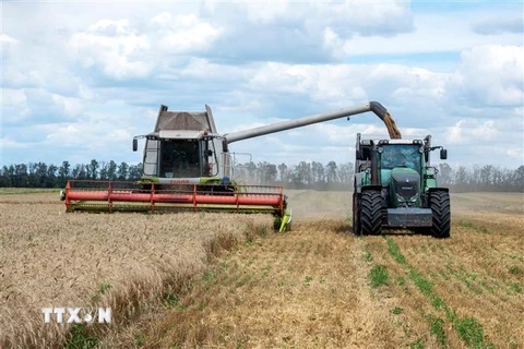 Nông dân thu hoạch lúa mỳ trên cánh đồng ở vùng Kharkiv, Ukraine. (Ảnh: AFP/TTXVN)