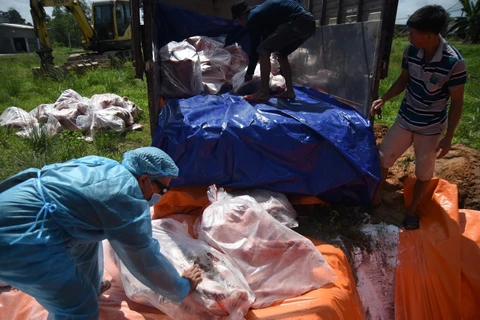 Tất cả số thịt lợn dương tính với virus dịch tả lợn châu Phi được tiêu hủy bằng cách chôn lấp. (Ảnh: Lê Xuân/TTXVN)