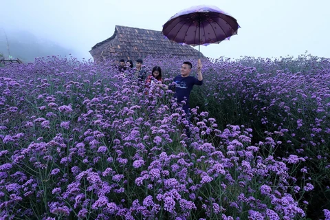 Đồi hoa tím Mã Tiền Thảo khoe sắc trong sương mờ thu hút du khách đến chiêm ngưỡng và chụp ảnh lưu niệm. (Ảnh: Quốc Khánh/TTXVN)