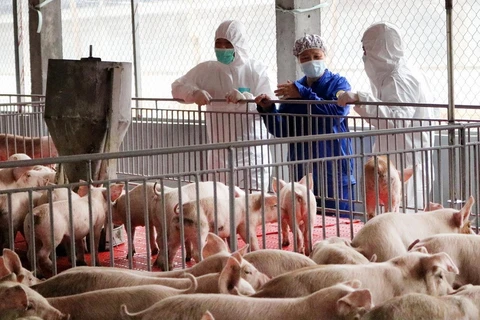 Đoàn công tác của Bộ Nông nghiệp và Phát triển Nông thôn kiểm tra một trang trại lợn nái. (Ảnh: Trung Kiên/TTXVN)