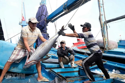 Ngư dân thu hoạch cá ngừ đại dương. (Ảnh: Nguyễn Dũng/TTXVN)