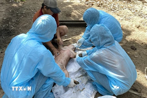 Cán bộ Chi cục Thú y vùng IV lấy mẫu máu lợn bệnh sau khi tiêm vaccine phòng dịch tả lợn Châu Phi của một hộ dân tại thôn Định Thành, xã Hòa Định Động, huyện Phú Hòa, tỉnh Phú Yên. (Ảnh: Tường Quân/TTXVN)
