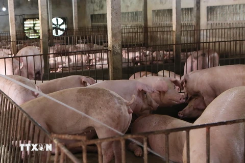 Một trang trại chăn nuôi lợn. (Ảnh: Công Luật/TTXVN)