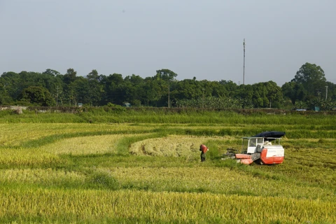 Người dân thu hoạch lúa trên cánh đồng xã Tràng Đà, Tuyên Quang. (Ảnh: Nam Sương/TTXVN)