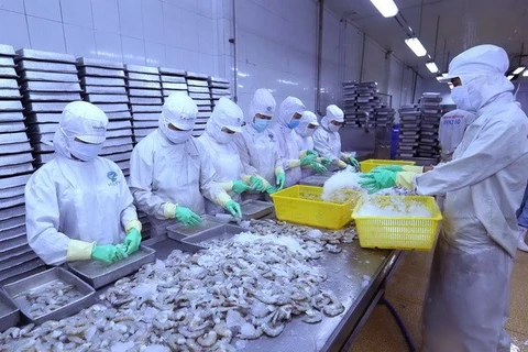 Chế biến tôm xuất khẩu tại nhà máy của Công ty Cổ phần thủy sản Minh Phú Hậu Giang. (Ảnh: Vũ Sinh/TTXVN)