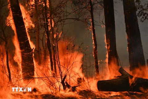Hiện trường vụ cháy rừng ở gần Taree, Australia, ngày 12/11/2019. (Nguồn: AFP/TTXVN) 