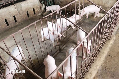 Giá lợn giống cao khiến hộ chăn nuôi tái đàn cầm chừng. (Ảnh: Nguyễn Oanh/TTXVN) 