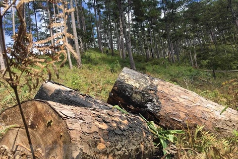 Hơn 100 cây thông cổ thụ tại khu rừng phòng hộ nằm giáp ranh giữa hai xã Đạ Sar và Đạ Nhim, huyện Lạc Dương, tỉnh Lâm Đồng đã bị đốn hạ. (Ảnh: Đặng Tuấn/TTXVN) 