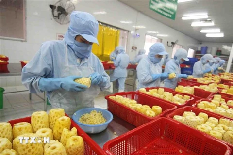 Chế biến sản phẩm dứa đóng hộp tại nhà máy của Công ty CP xuất nhập khẩu nông sản An Giang. (Ảnh: Vũ Sinh/TTXVN) 