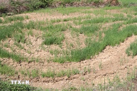 Ruộng lúa Hè Thu 2021 ở huyện Cam Lộ (Quảng Trị) bị thiếu nước tưới nên bị nứt lẻ. (Ảnh: Nguyên Lý/TTXVN) 