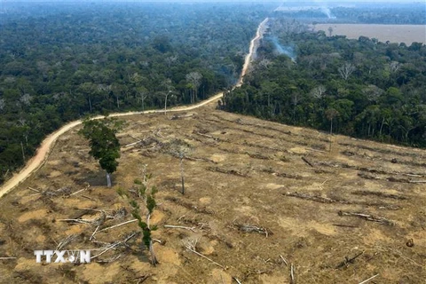 Một khoảng rừng Amazon bị thiêu rụi ở gần Porto Velho, bang Rondonia, Brazil, ngày 24/8/2019. (Ảnh: AFP/TTXVN) 