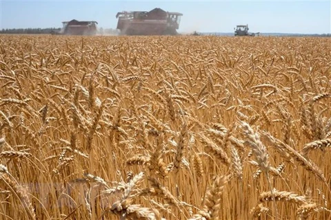 Một cánh đồng lúa mỳ tại Karpenkovo, Nga. (Ảnh: AFP/TTXVN) 