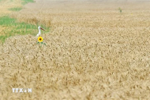 Một cánh đồng lúa mỳ ở làng Mala Dyvitsya, Ukraine. (Ảnh: AFP/TTXVN) 