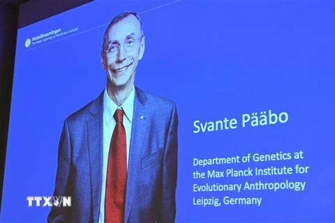Chân dung nhà khoa học Thụy Điển đoạt giải Nobel Y sinh 2022 Svante Paabo tại Viện Karolinska ở Stockholm (Thụy Điển), ngày 3/10/2022. (Ảnh: AFP/TTXVN) 