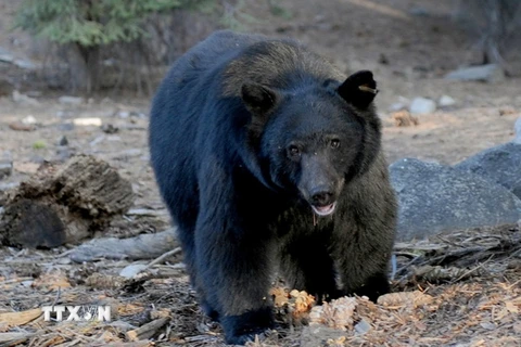 Mỹ: Gấu đen gây tai nạn hy hữu khiến 11 người thương vong