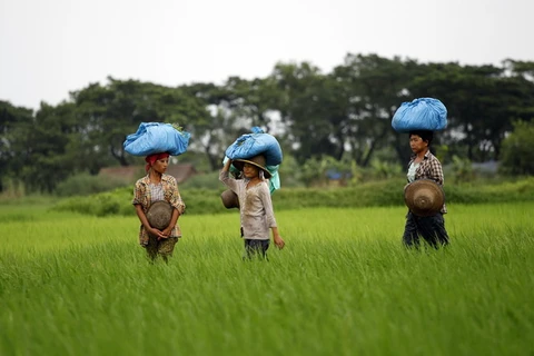 Xuất khẩu nông sản Myanmar giảm 5,7% trong 9 tháng đầu tài khóa