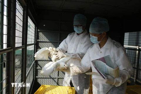 Hong Kong phát hiện trường hợp nhiễm cúm gia cầm H7N9 đầu tiên