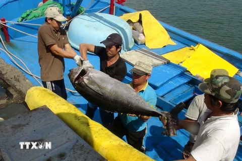 Ngư dân Phú Yên trúng lớn đầu vụ cá ngừ đại dương 2015 