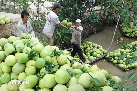 Giá bưởi da xanh ở Tiền Giang tăng mạnh, nhà vườn lãi cao 
