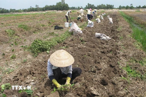 Nông dân Đồng Tháp Mười vui mừng khi khoai mỡ được mùa