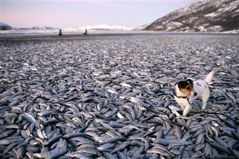 Hơn 200 tấn cá chết bí hiểm bao phủ 60 km bờ biển Uruguay 