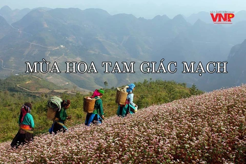 [Video] Ngắm hoa tam giác mạch tuyệt đẹp trên cao nguyên đá Đồng Văn