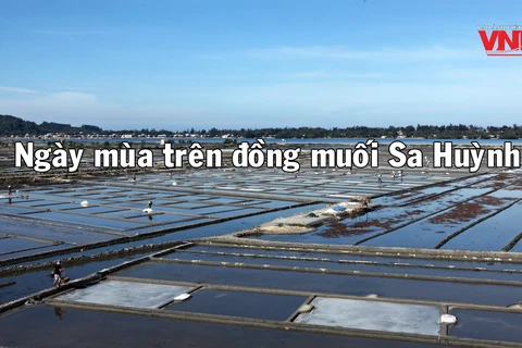 [Video] Ngày mùa trên cánh đồng muối Sa Huỳnh ở Quảng Ngãi